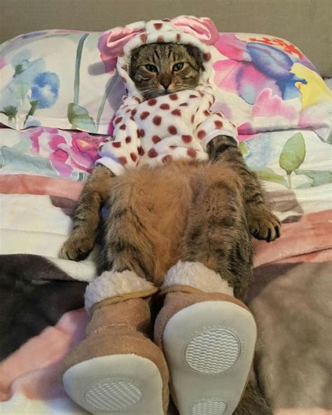 Cat Dressed Up Cat Dresses Cat Costumes Funny Animals Cats Gatos