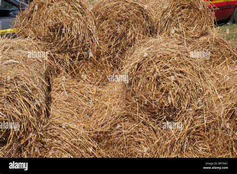 Round Straw Bales Stock Photo Alamy
