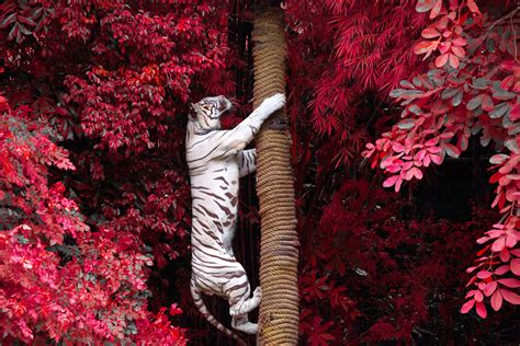 White Tiger Climbing Tree Wallpaperhd Animals Wallpapers4k Wallpapers