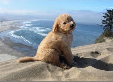 Virginia goldendoodle puppies for sale. © 2006 All rights reserved. All pictures and text ...