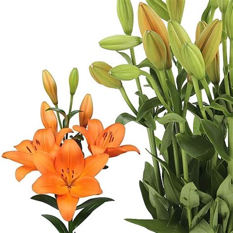 LILY LA FARINELLA 90cm 4 Wholesale Dutch Flowers Florist Supplies UK