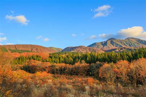 Landscape Of Mountain With Yellow Pine Trees In Autumn In Bandai Azuma