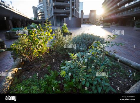 Urban Gardening In The City Square Urban Farming Concept Stock Photo