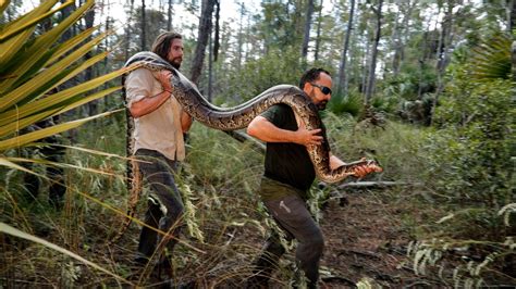 Florida Removes 5000 Pythons From The Everglades Ctv News