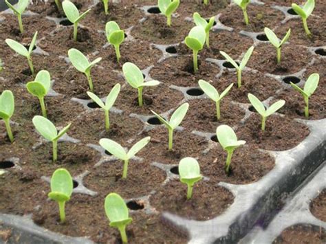 How To Raise Tomato Seedlings With High Yield Seedling Machine