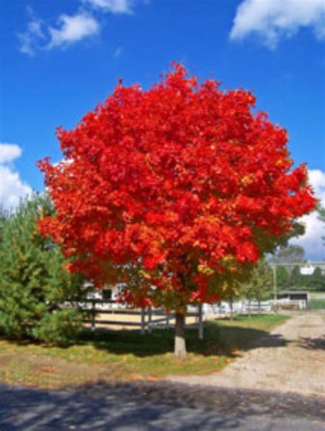 October Glory Red Maple Red Maple Tree Fast Growing