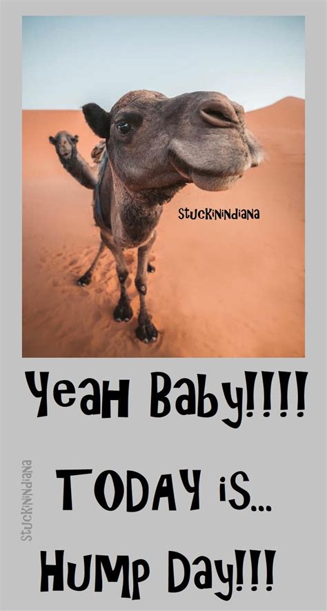Yeah Baby Today Is Hump Day Hump Day Humor Funny Hump Day