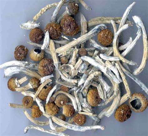 Different Types Of Dried Magic Mushrooms Renewpurpose