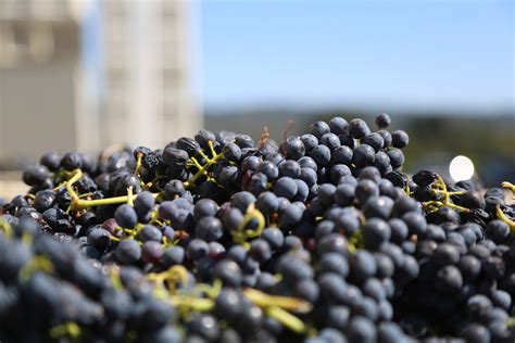 Free Images Landscape Nature Grape Vine Vineyard Bunch Wine