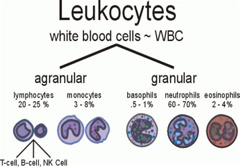 Leukocytes White Blood Cells Biological Science Picture