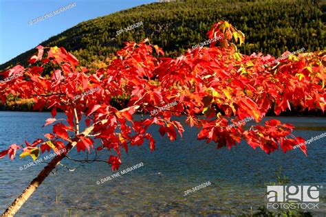 A Maple Tree With Fall Foliage At Jordan Pond Jordan Pond Acadia