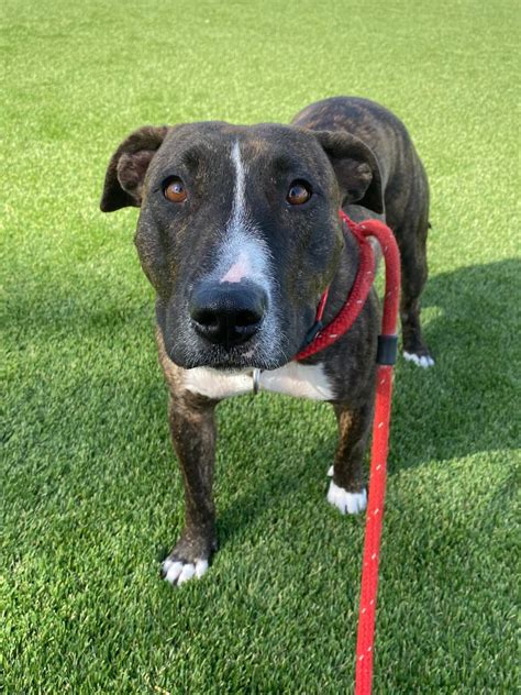 Meet Dola, the amazing... - San Gabriel Valley Humane Society