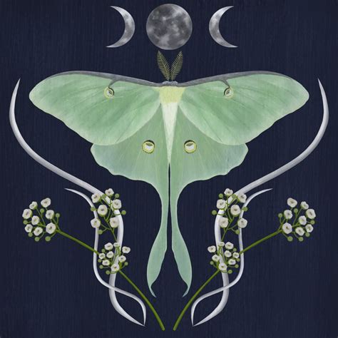 Luna Moth Moth Illustration Moth Art Moth Tattoo Design