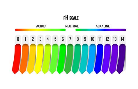 Diagrama Acido Da Ilustracao Do Vetor Da Escala Do Ph Com Exemplos Images