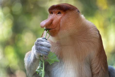 9 Animals With Shockingly Strange Noses
