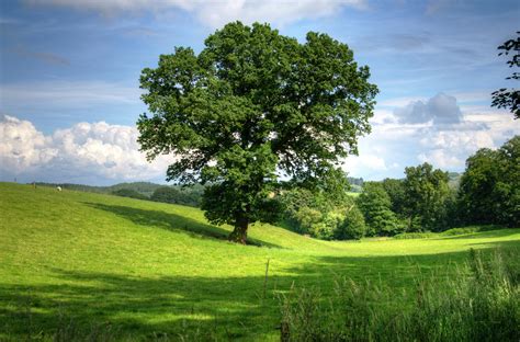 Зеленое дерево на траве в дневное время · Бесплатные стоковые фото