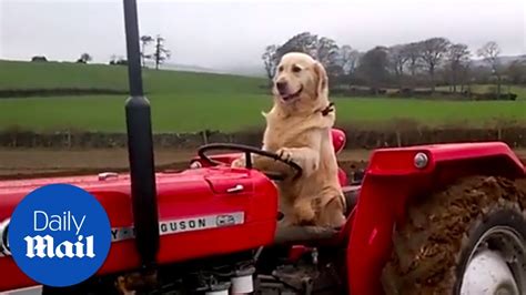 Dog Loves To Drive Tractors And Help On Farm Daily Mail Youtube