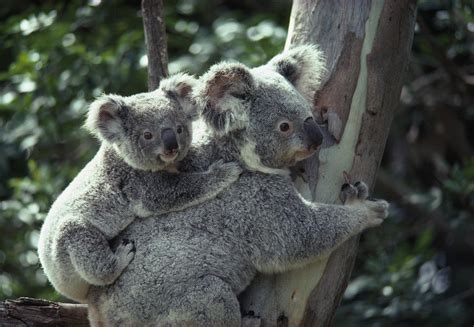 Koala Bear Hugging Tree