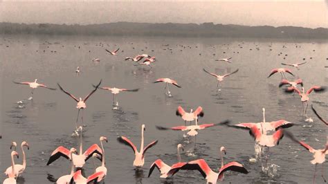 Greater Flamingo Take Off Slow Motion Filmed By Greg Morgan Youtube
