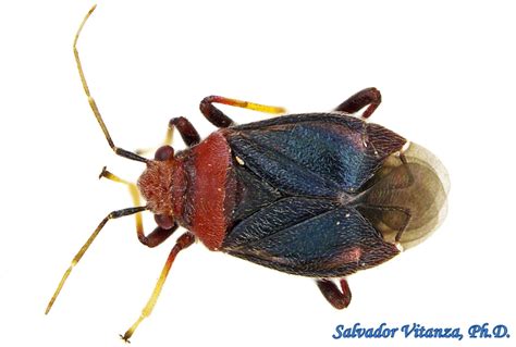 Hemiptera Heteroptera Miridae Halticotoma Yucca Plant Bug Male A