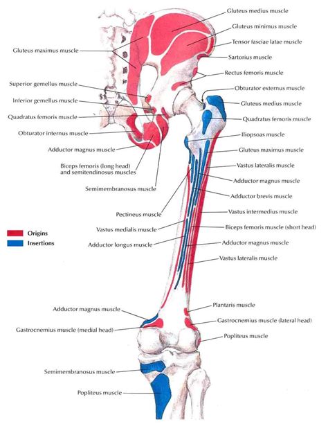 Functionally, the hip joint enjoys a very high range of motion. bony-attachments-of-muscles-of-hip-and-thigh-posterior ...