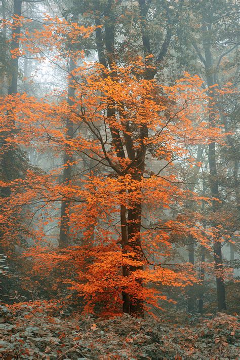 Beautiful Surreal Alternate Color Fantasy Autumn Fall