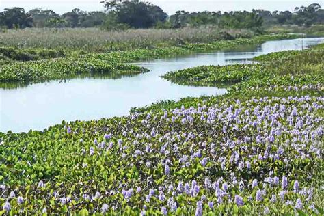 Invasive Plant Species In Florida