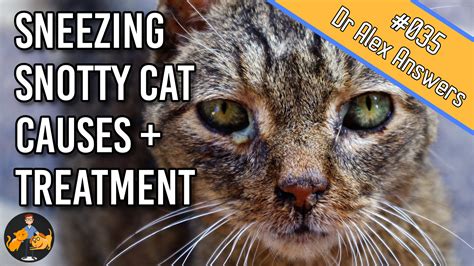 Why Is My Cat Sneezing And Snotty — Our Pets Health