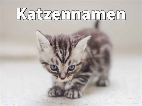 Katzennamen Schöne Namen Für Katze 2022 Liste Von A Bis Z