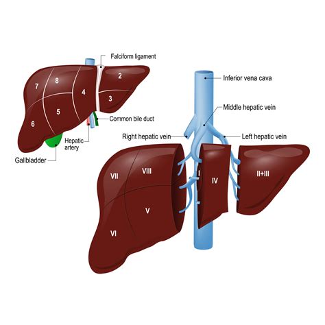 Liver Resection — Hepatobiliary And Upper Gastrointestinal Surgery