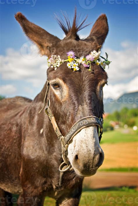 Portrait Of A Donkey Wearing A Flower Wreath 1390175 Stock Photo At