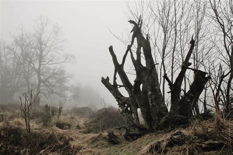 Free Images Landscape Forest Swamp Wilderness Branch Winter Fog