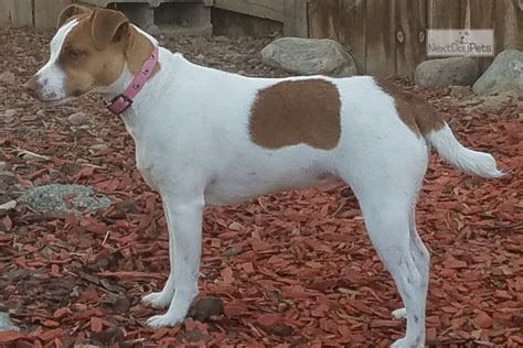 Parson russell terrier information including personality, history, grooming, pictures, videos, and the akc breed standard. Smooth Coat: Parson Russell Terrier puppy for sale near ...