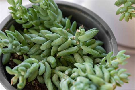 How To Grow And Care For Donkeys Tail