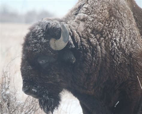 Snowy Buffalo Shutterbug
