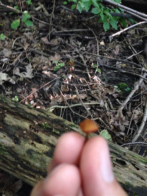 Help Identify Are These Magic Mushrooms Mushroom Hunting And