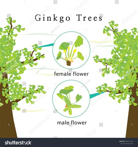 Image Female Male Trees Their Leaves 스톡 벡터로열티 프리 493712152 Shutterstock