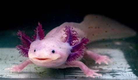 In Search For Keys To Regeneration Scientists Ask A Lot Of The Axolotl