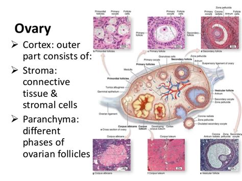 Anatomy Of Testis And Ovary W3schools
