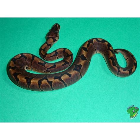 Woma Ball Python Baby Strictly Reptiles Inc