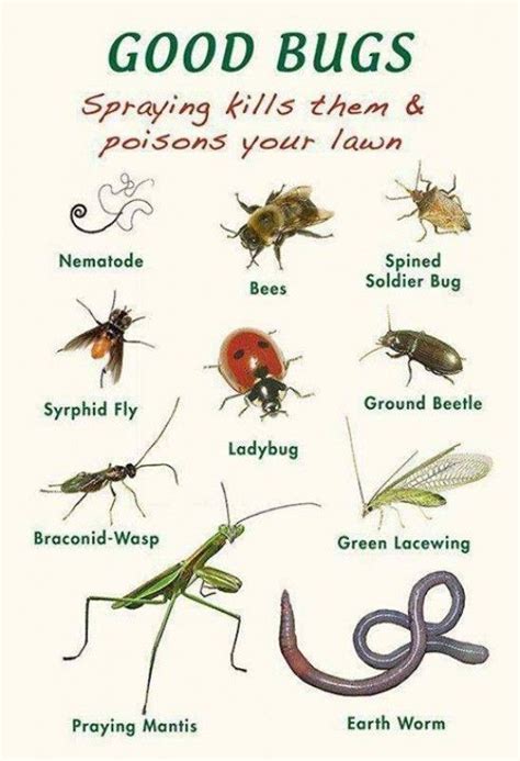 Good Bugs Vs Bad Bugs In Your Garden Garden Bugs Garden Insects