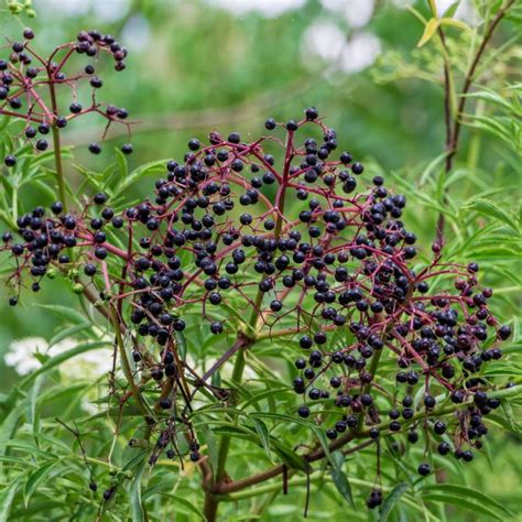 American Elderberry Seedlings Sambucus Canadensis Chief River