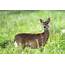 Doe Eyed  Whitetail Deer On A Meadow Photograph By Rehna George