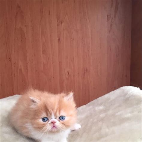 White flat face persian cat. Persian Cat Flat Face | Persian Souvenir Shop