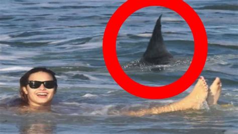 7 Worst Shark Attacks Ever In History Humans Attacked By Sharks