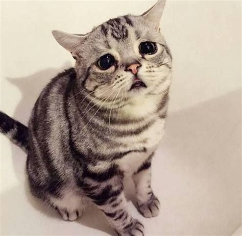 The Saddest Cat In The World Lives In Beijing And Her Name Is Luhu
