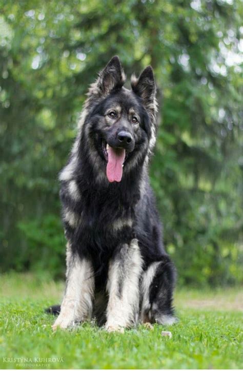 Sable german shepherd puppies change colors as they grow older. Long coated silver sable German shepherd from Bellevue German Shepherds Www.bellevuegsd.com ...