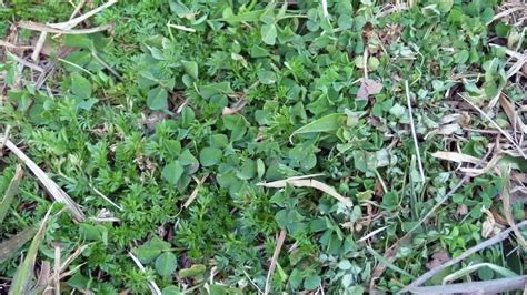 How To Treat Common Lawn Weeds Bunnings Australia