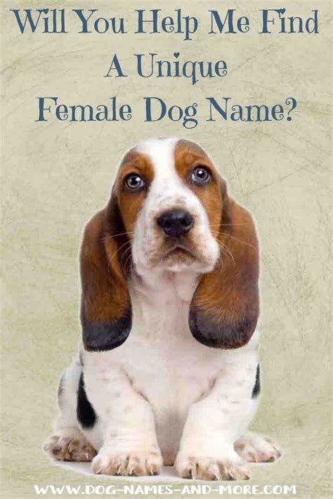 Whether you opt for a hawaiian, chinese, or gaelic name, your little warrior will love living up to her. Female Dog Names: Popular Ideas For The Cute Girl Puppy ...