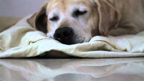 The Most Funny Dog Sleeping Ever Youtube